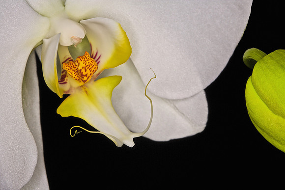 2014 Nov - Andrea's Orchid