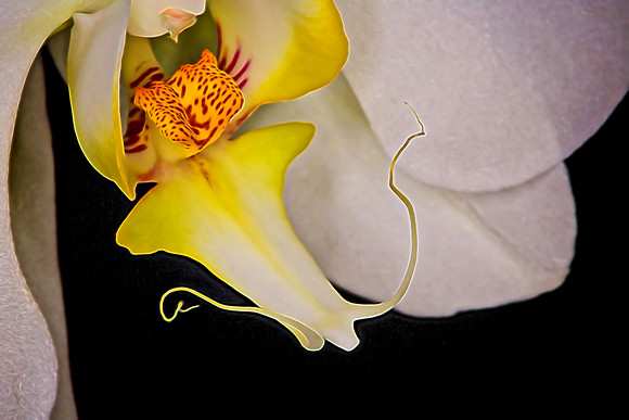 2014 Nov - Andrea's Orchid - 2