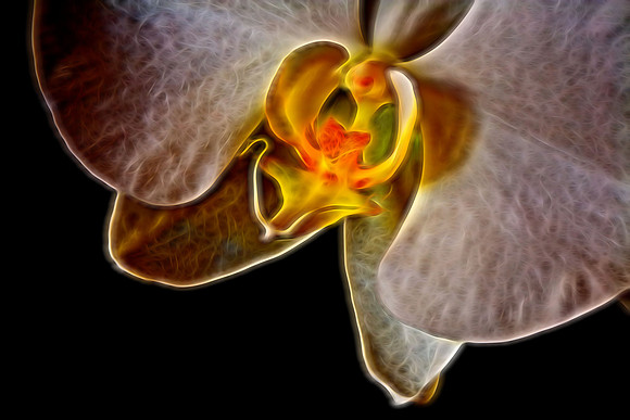 2014 Nov - Andrea's Orchid - 2