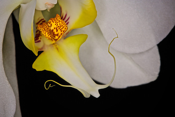 2014 Nov - Andrea's Orchid