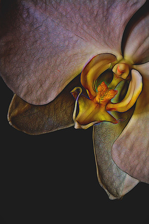 2014 Nov - Andrea's Orchid - 2