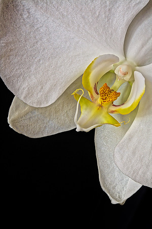 2014 Nov - Andrea's Orchid
