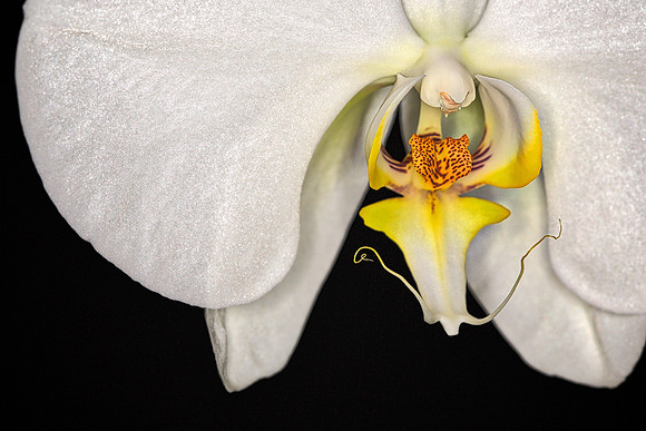 2014 Nov - Andrea's Orchid