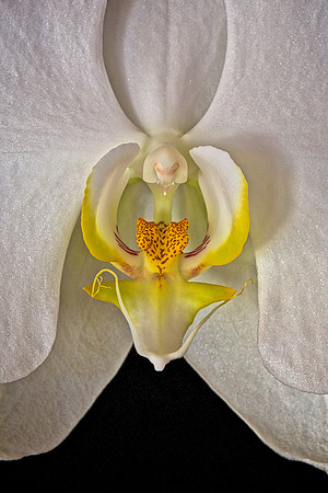 2014 Nov - Andrea's Orchid