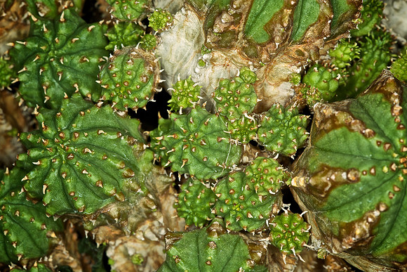 UNC Botanical Garden, Charlotte