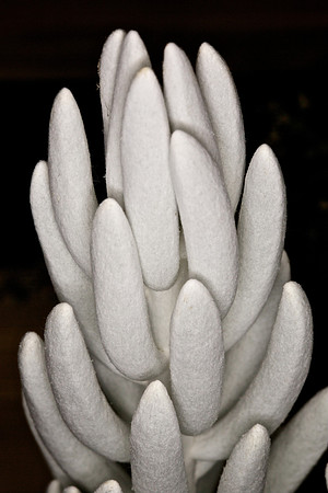UNC Botanical Garden, Charlotte