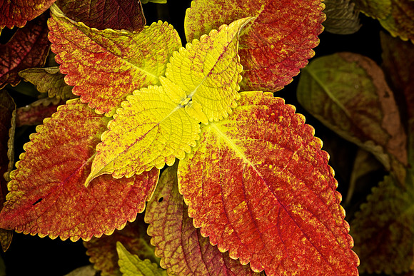 UNC Botanical Garden, Charlotte