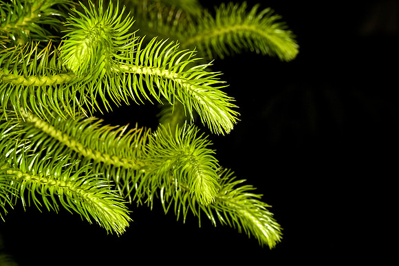 UNC Botanical Garden, Charlotte