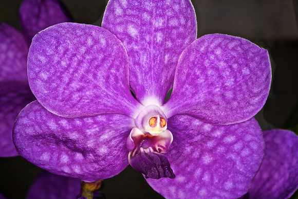 UNC Botanical Garden, Charlotte