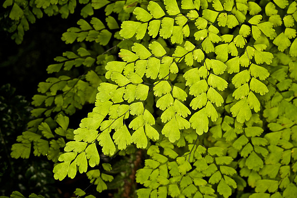 UNC Botanical Garden, Charlotte