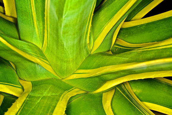 UNC Botanical Garden, Charlotte