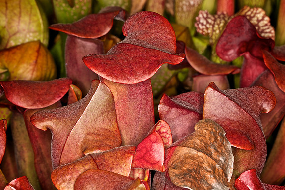 UNC Botanical Garden, Charlotte