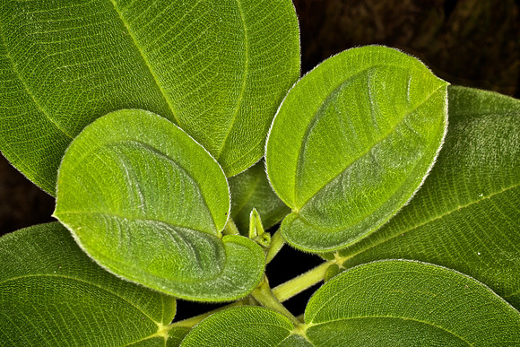 UNC Botanical Garden, Charlotte
