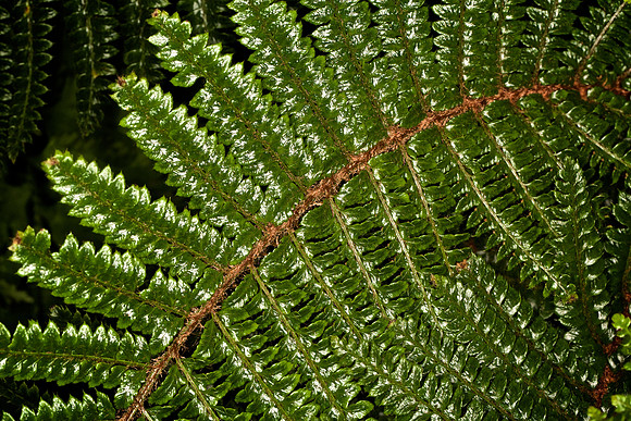UNC Botanical Garden, Charlotte