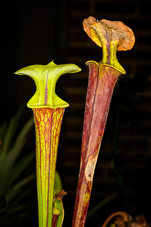 UNC Botanical Garden, Charlotte