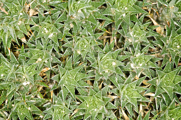 UNC Botanical Garden, Charlotte