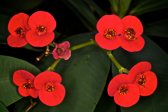 UNC Botanical Garden, Charlotte