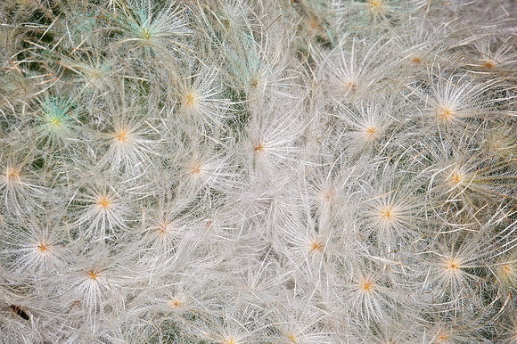 UNC Botanical Garden, Charlotte