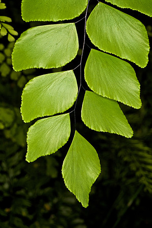 UNC Botanical Garden, Charlotte
