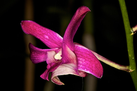 UNC Botanical Garden, Charlotte