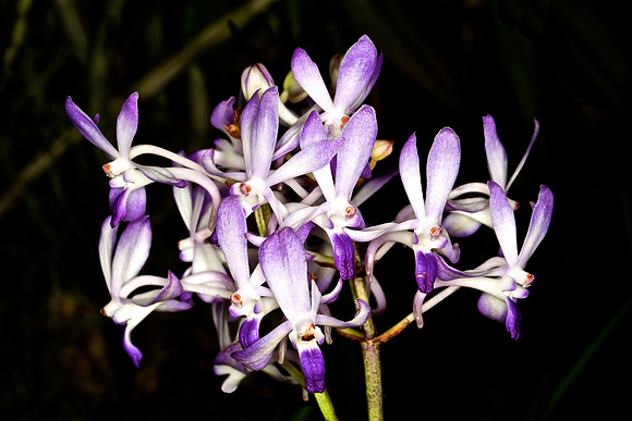 UNC Botanical Garden, Charlotte