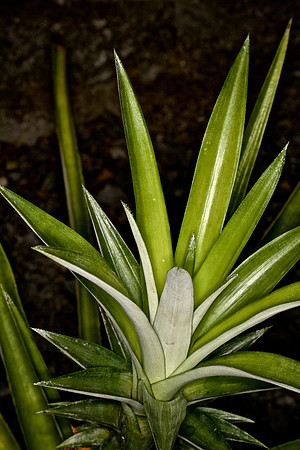UNC Botanical Garden, Charlotte