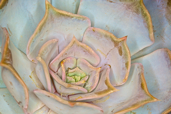 UNC Botanical Garden, Charlotte