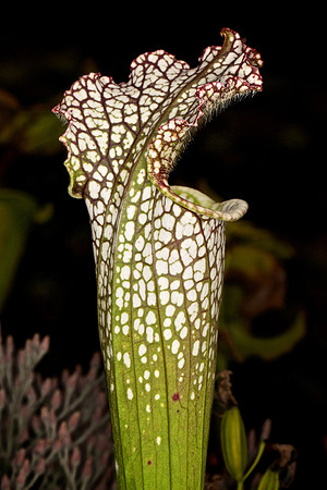 UNC Botanical Garden, Charlotte