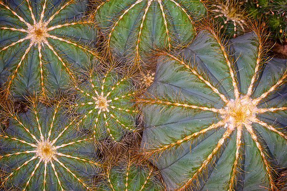 UNC Botanical Garden, Charlotte