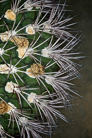 UNC Botanical Garden, Charlotte