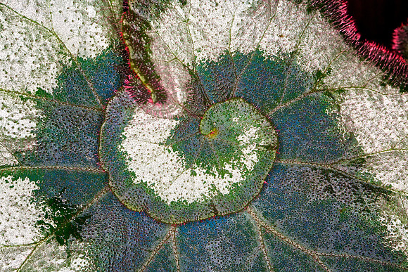 UNC Botanical Garden, Charlotte