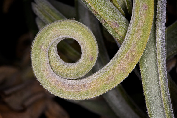 UNC Botanical Garden, Charlotte