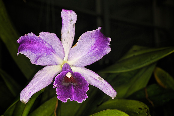 UNC Botanical Garden, Charlotte