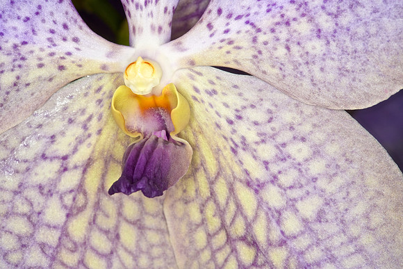 UNC Botanical Garden, Charlotte