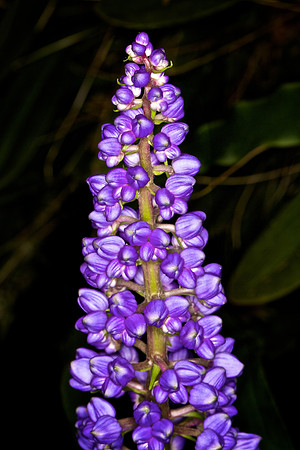 UNC Botanical Garden, Charlotte
