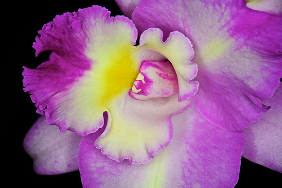 UNC Botanical Garden, Charlotte