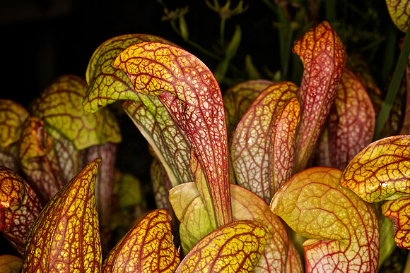 UNC Botanical Garden, Charlotte