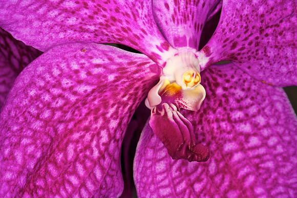 UNC Botanical Garden, Charlotte