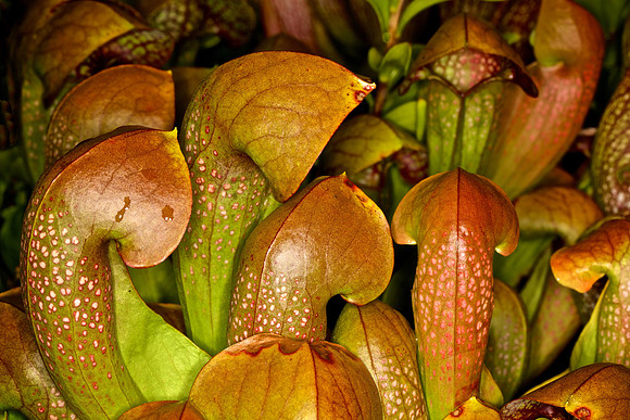 UNC Botanical Garden, Charlotte