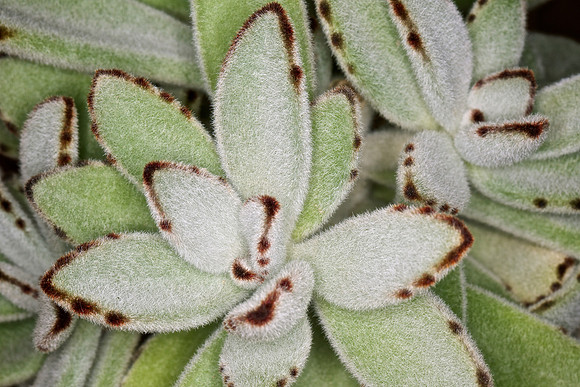 UNC Botanical Garden, Charlotte