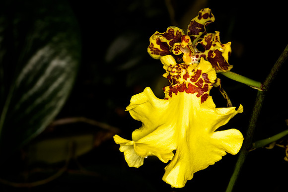 UNC Botanical Garden, Charlotte