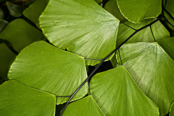 UNC Botanical Garden, Charlotte