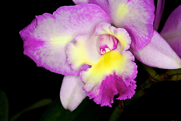 UNC Botanical Garden, Charlotte