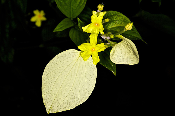 UNC Botanical Garden, Charlotte
