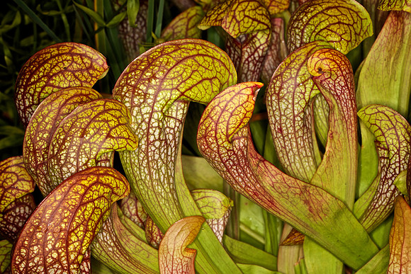 UNC Botanical Garden, Charlotte