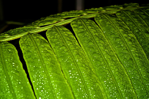 UNC Botanical Garden, Charlotte