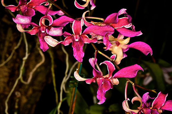 UNC Botanical Garden, Charlotte