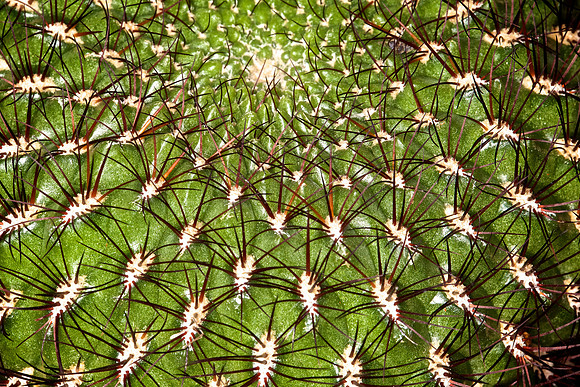 UNC Botanical Garden, Charlotte