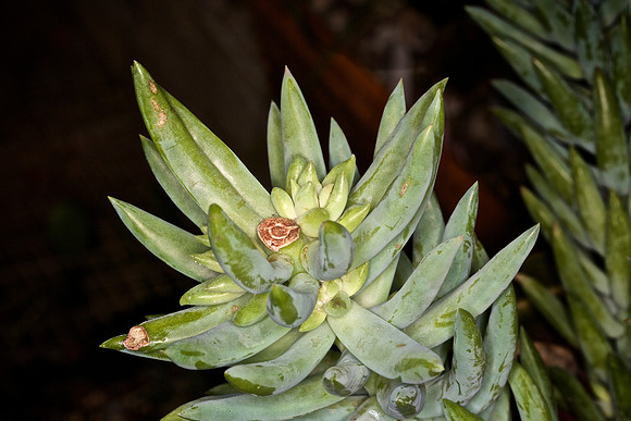 UNC Botanical Garden, Charlotte