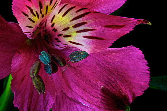 Naramore Flowers